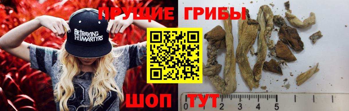 Галлюциногенные грибы Psilocybe  Вход с VPN  как найти закладки  Галлюциногенные грибы мицелий  Прохладный 